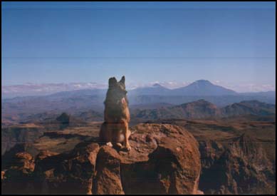 SAN FRANCISCO DE LA SIERRA, MEXICO  - Zelda on the continental divide between the Sea of Cortez and the Pacific. The town of San Francisco de la Sierra is a half-hour below.