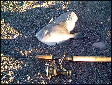 HUERFANITO, MEXICO -- This is a very nice triggerfish. They are not usually this big. I caught it on a little stretch of beach between the rocks. It ended up, with a small grouper, feeding Tony, Ed, and myself in the form of fish tacos