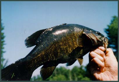 Nice fish