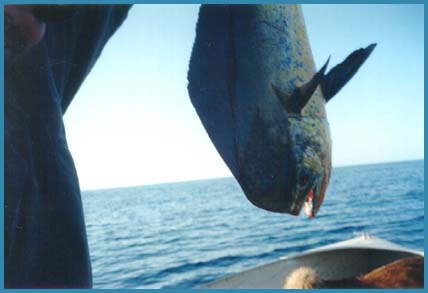 Nice fish