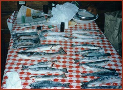 Nice fish