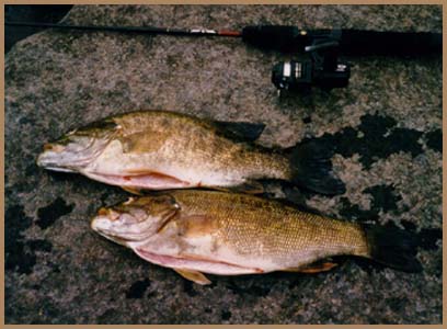 Nice fish