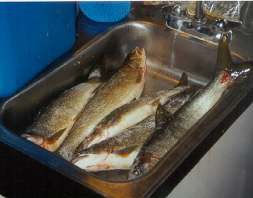 Nice fish