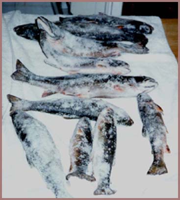 Nice fish