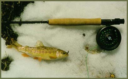 Nice fish